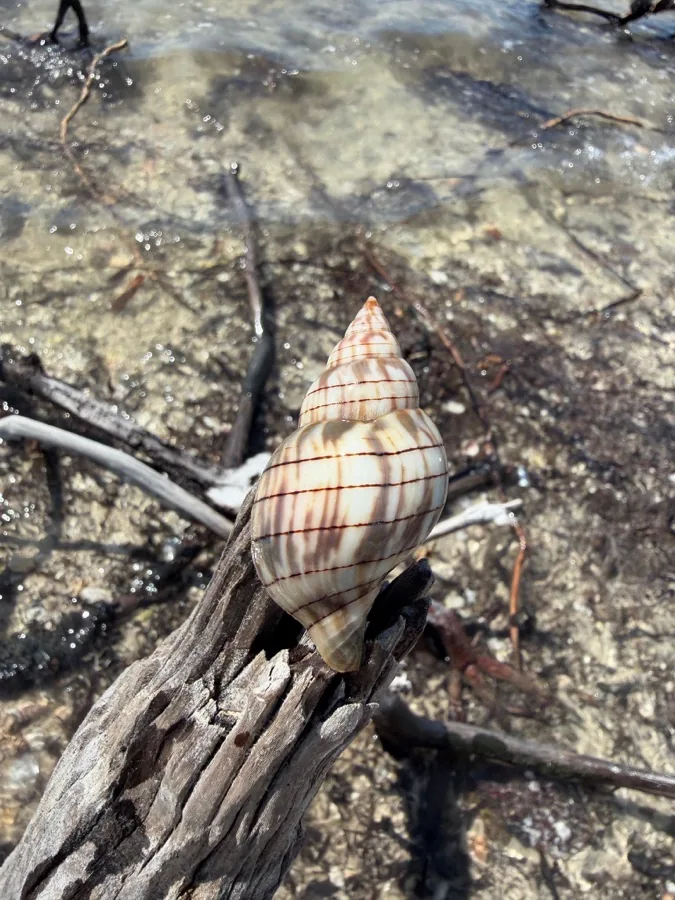 A banded tulip shell on a piece of driftwood in shallow water