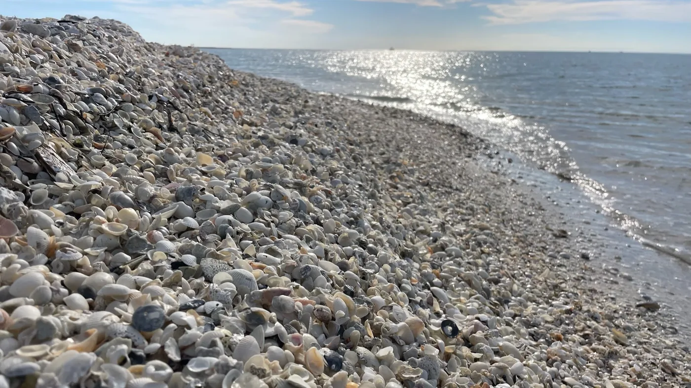 A beach paved edge to edge with shells at the water line