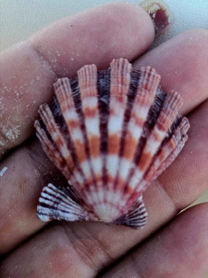 A calico scallop shell with red and white ribs held in a palm