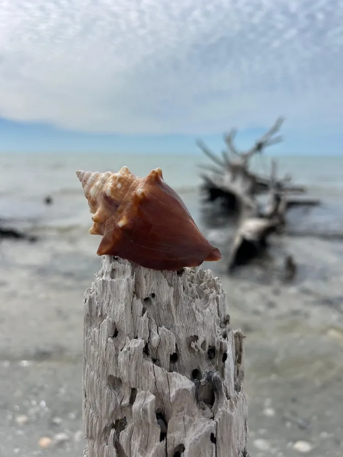 A Florida fighting conch balanced on a weathered post at the beach