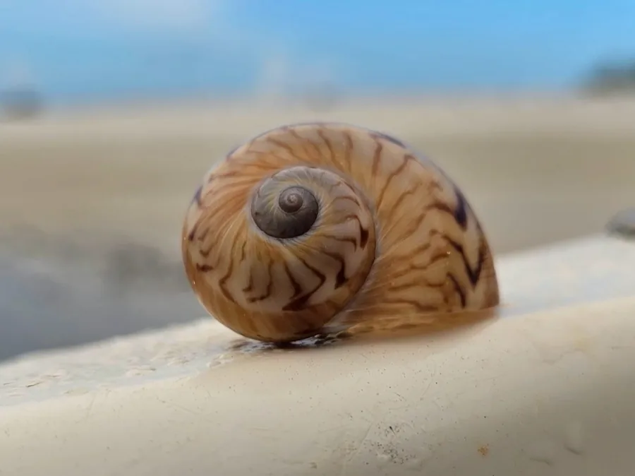 A gaudy natica shell with zigzag brown bands resting on a white surface
