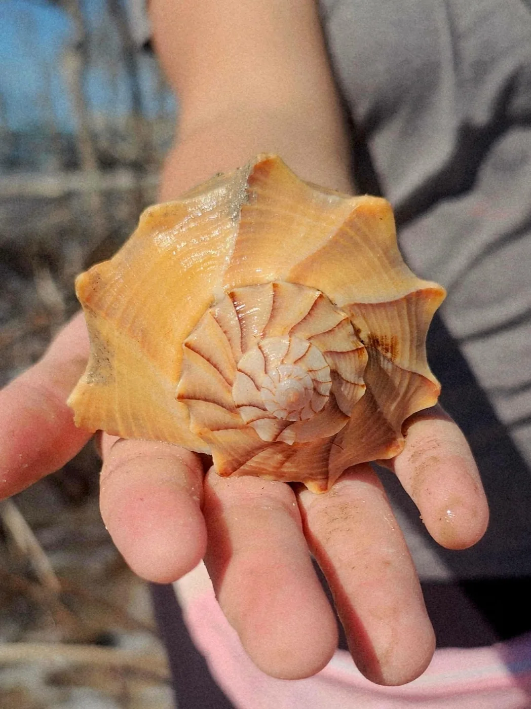 A lightning whelk held in an open hand, seen from the top of the spire