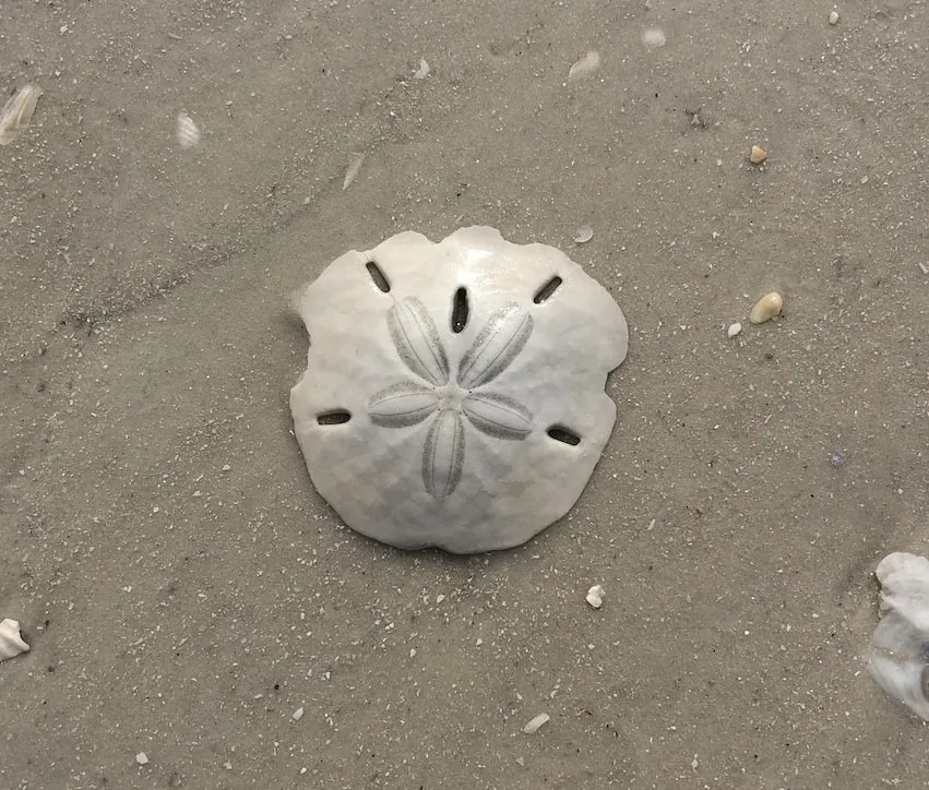 A bleached white sand dollar resting on wet sand
