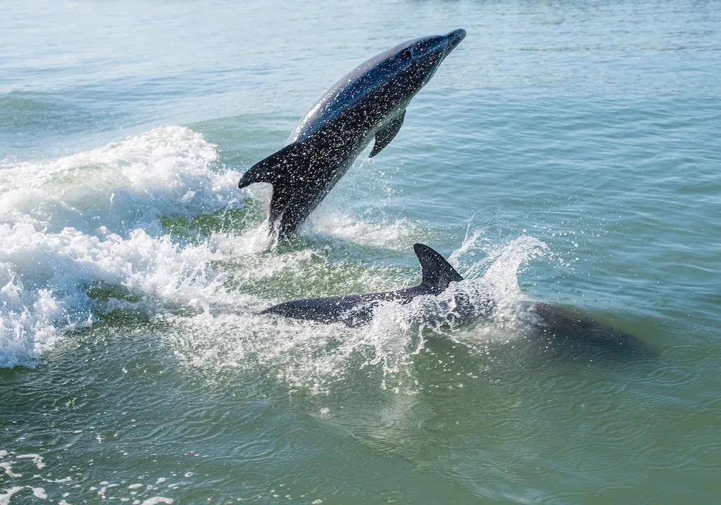 Two dolphins leap through the boat's wake